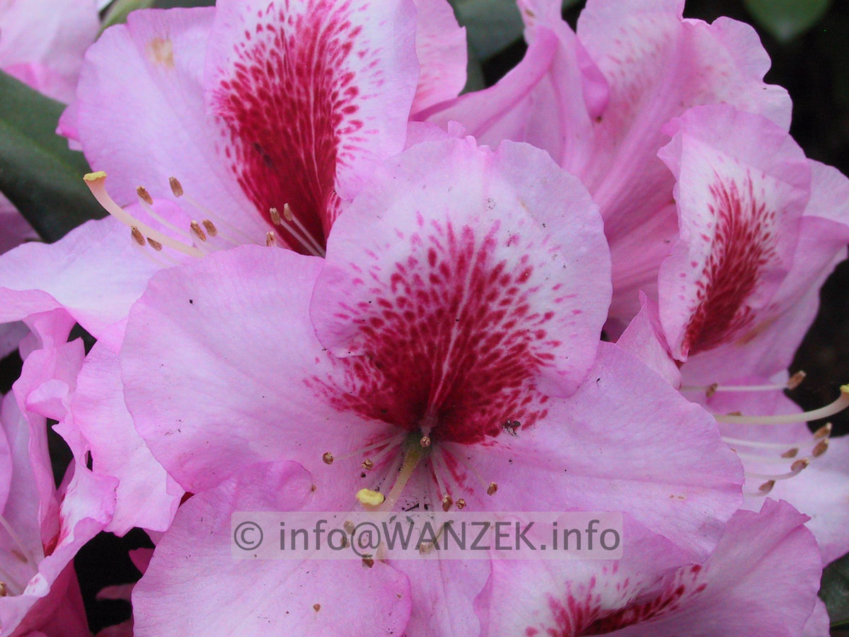 Rhododendron Diadem 02.JPG